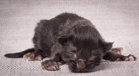 20140113_W-kull_Newborn_0019