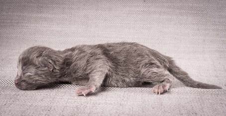 20140113_W-kull_Newborn_0040