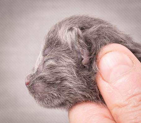 20140113_W-kull_Newborn_0039