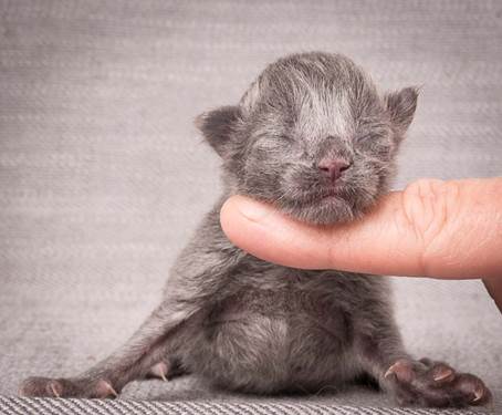 20140113_W-kull_Newborn_0036