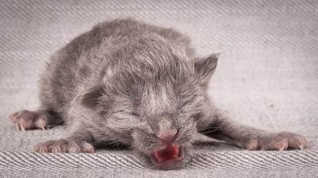 20140113_W-kull_Newborn_0034