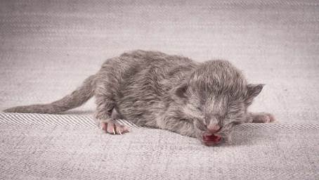 20140113_W-kull_Newborn_0043