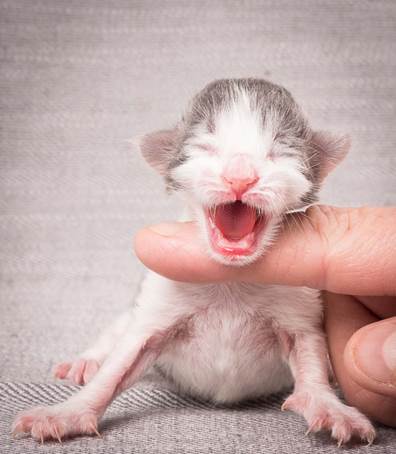 20140113_W-kull_Newborn_0049