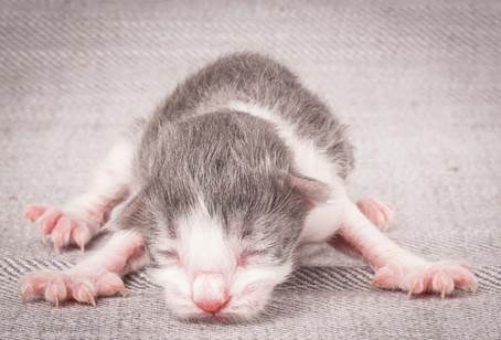 20140113_W-kull_Newborn_0046