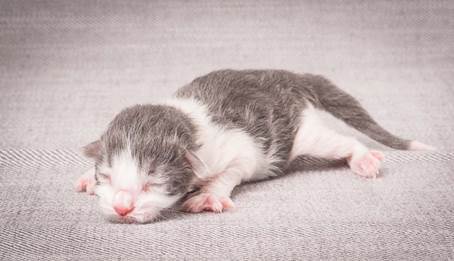 20140113_W-kull_Newborn_0057