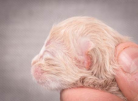 20140113_W-kull_Newborn_0066