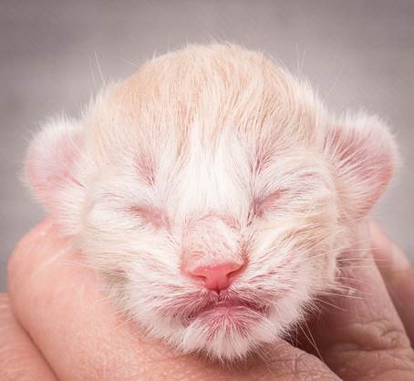 20140113_W-kull_Newborn_0064