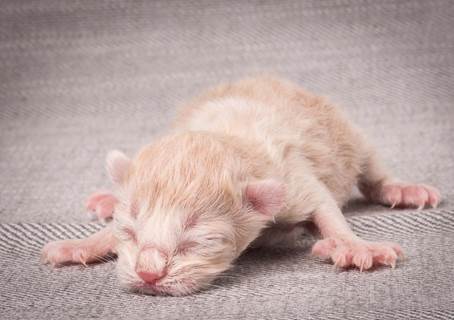 20140113_W-kull_Newborn_0059