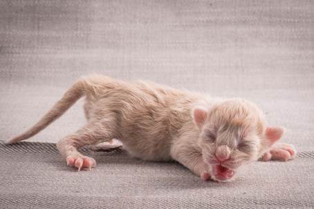 20140113_W-kull_Newborn_0070