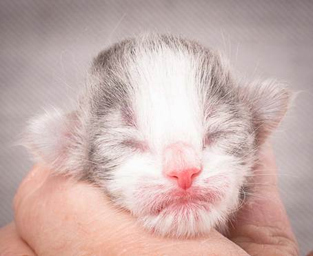 20140113_W-kull_Newborn_0077