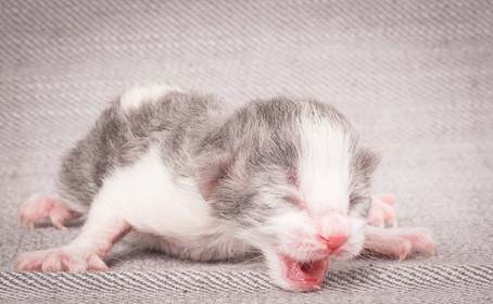 20140113_W-kull_Newborn_0074