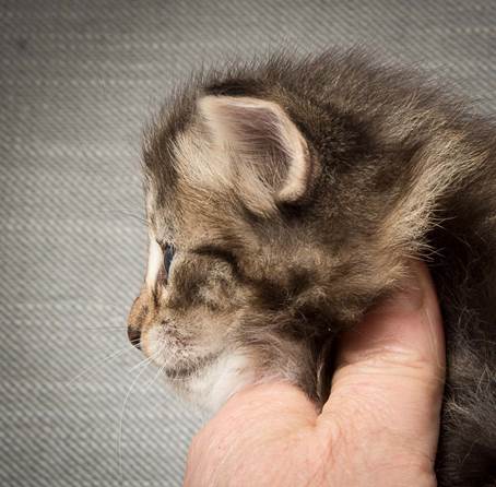 20140409_Y-kull_22_days_0008