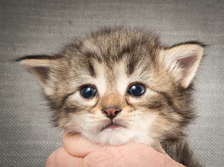 20140409_Y-kull_22_days_0007