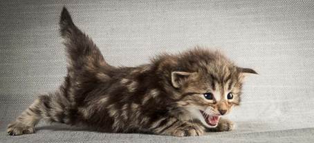 20140409_Y-kull_22_days_0010