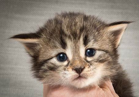 20140409_Y-kull_22_days_0017