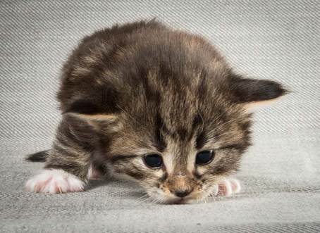 20140409_Y-kull_22_days_0012