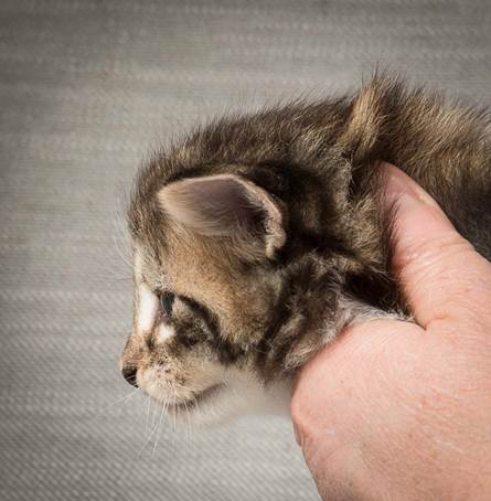 20140409_Y-kull_22_days_0034