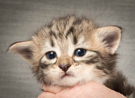 20140409_Y-kull_22_days_0028