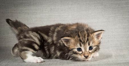 20140409_Y-kull_22_days_0040