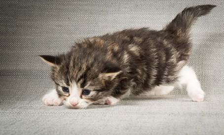 20140409_Y-kull_22_days_0049