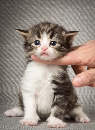 20140409_Y-kull_22_days_0045