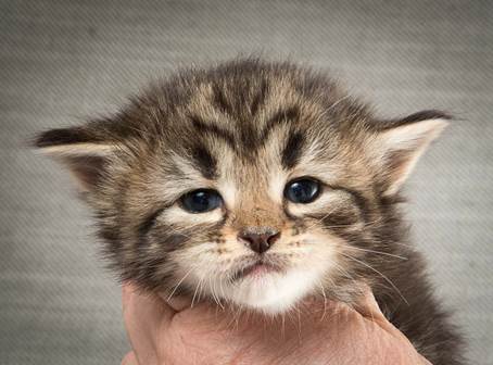 20140409_Y-kull_22_days_0054