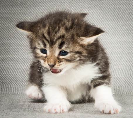 20140409_Y-kull_22_days_0052