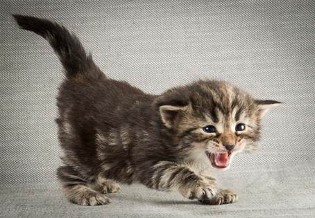 20140409_Y-kull_22_days_0070