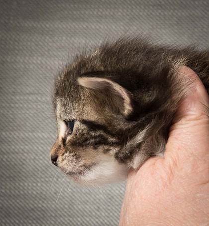 20140409_Y-kull_22_days_0067