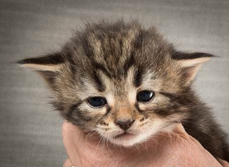 20140409_Y-kull_22_days_0065