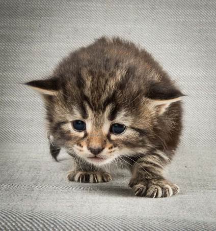 20140409_Y-kull_22_days_0062