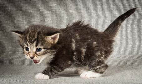 20140409_Y-kull_22_days_0080