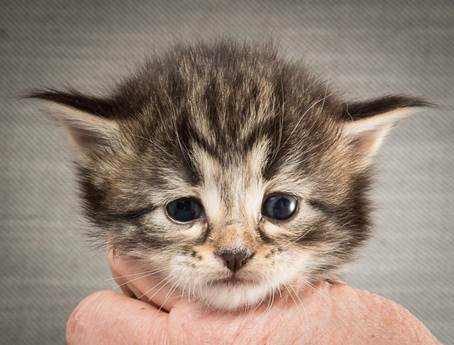 20140409_Y-kull_22_days_0078