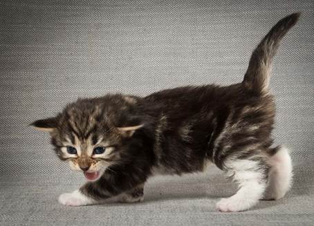 20140409_Y-kull_22_days_0090