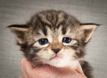 20140409_Y-kull_22_days_0087