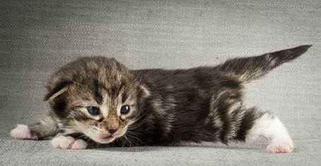 20140401_Y-kull_2_weeks_0018