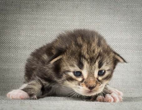 20140401_Y-kull_2_weeks_0013