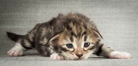 20140401_Y-kull_2_weeks_0022