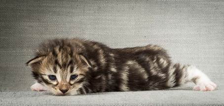 20140401_Y-kull_2_weeks_0032