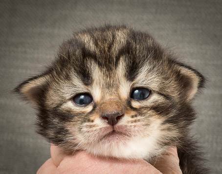 20140401_Y-kull_2_weeks_0062