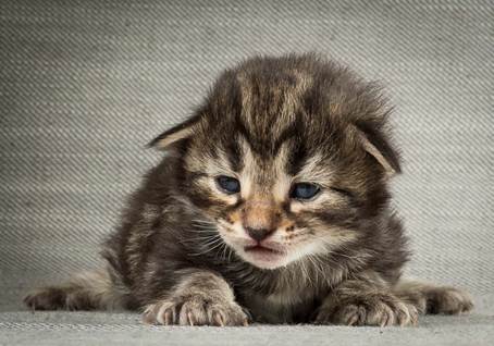 20140401_Y-kull_2_weeks_0061