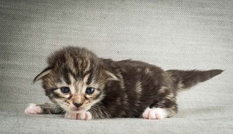 20140401_Y-kull_2_weeks_0071