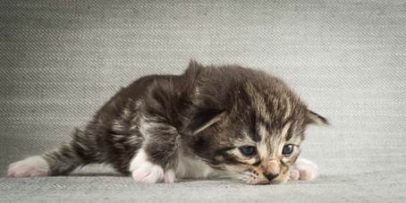 20140401_Y-kull_2_weeks_0067