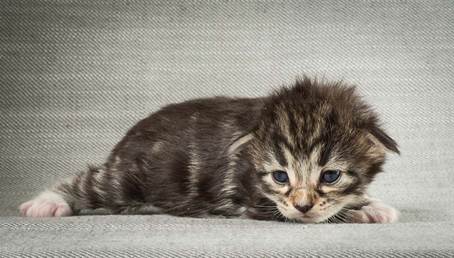 20140401_Y-kull_2_weeks_0072