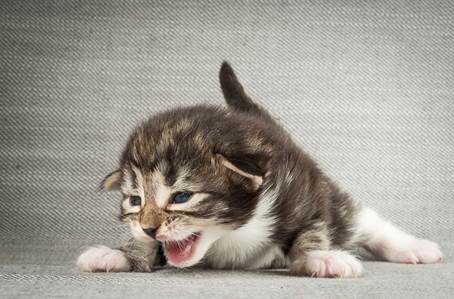 20140401_Y-kull_2_weeks_0074