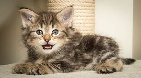 20140502_Y-kull_45_days_0019