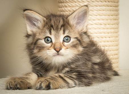 20140502_Y-kull_45_days_0021