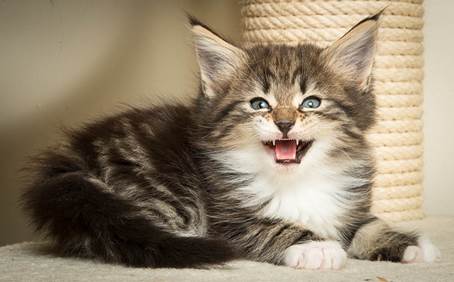 20140502_Y-kull_45_days_0031