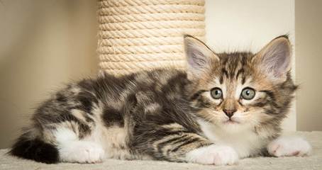 20140502_Y-kull_45_days_0047