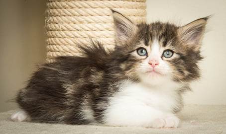 20140502_Y-kull_45_days_0055